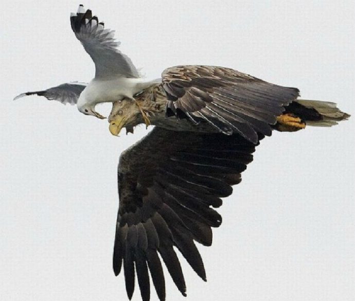 Очень курьезные моменты