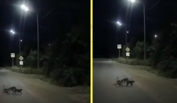 две кошки помогли собаке