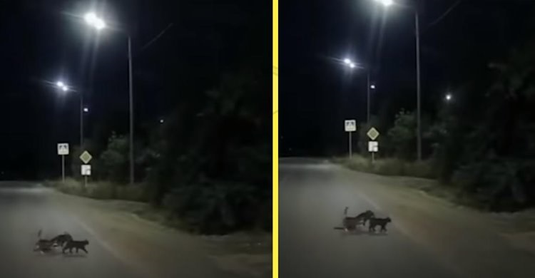две кошки помогли собаке