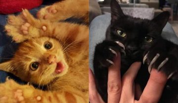 9 домашних котиков