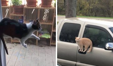 Законы физики коты