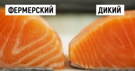 Как выбрать лосося