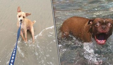 Большинство собак вода