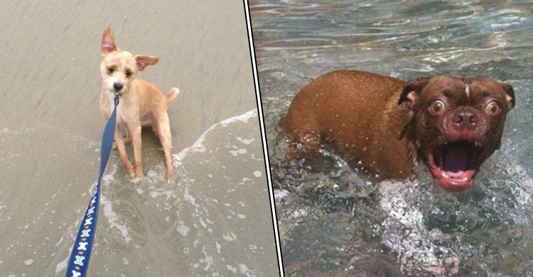 Большинство собак вода