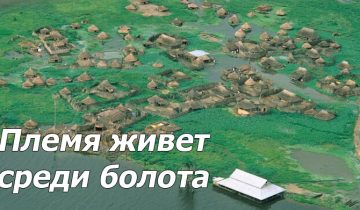 Жизнь среди болота