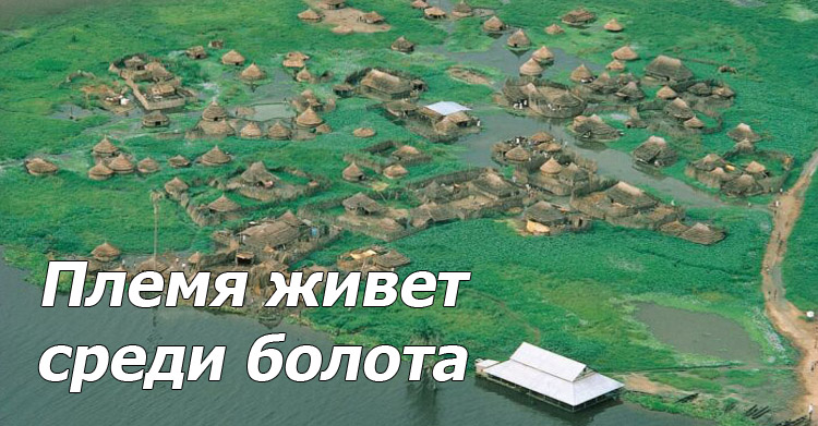 Жизнь среди болота
