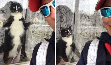 Кот защищает дом