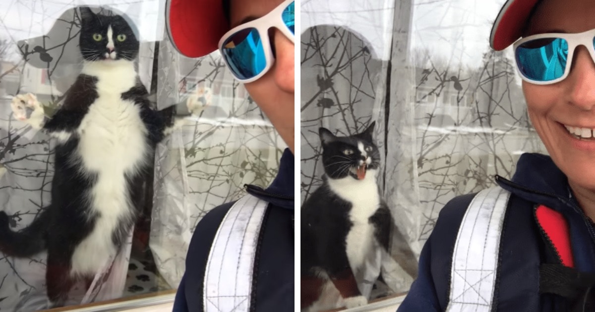 Кот защищает дом