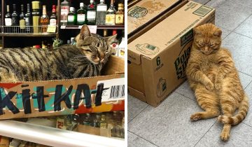 16 котов-продавцов