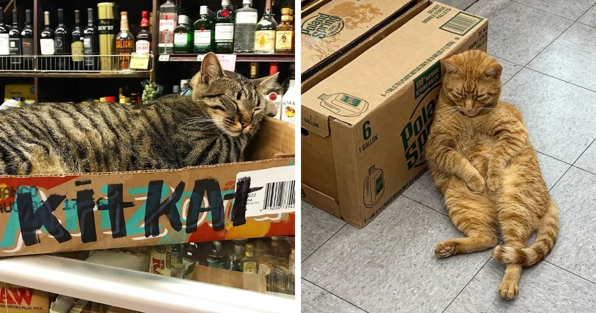 16 котов-продавцов