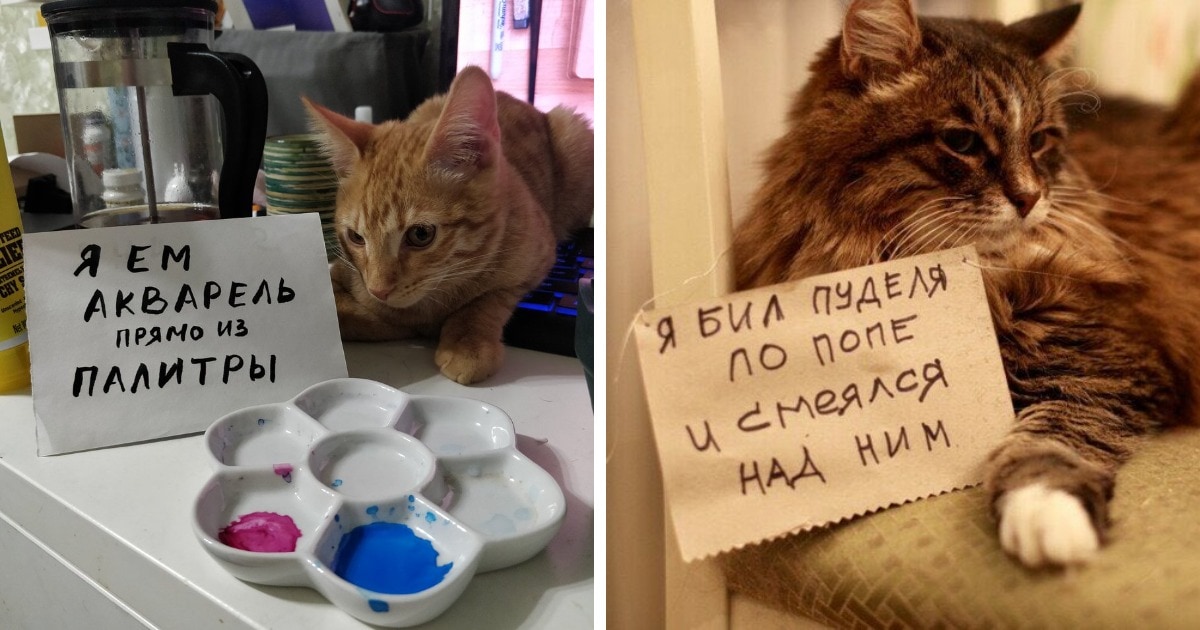 сожалеют о своих преступлениях
