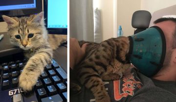 кот личное пространство