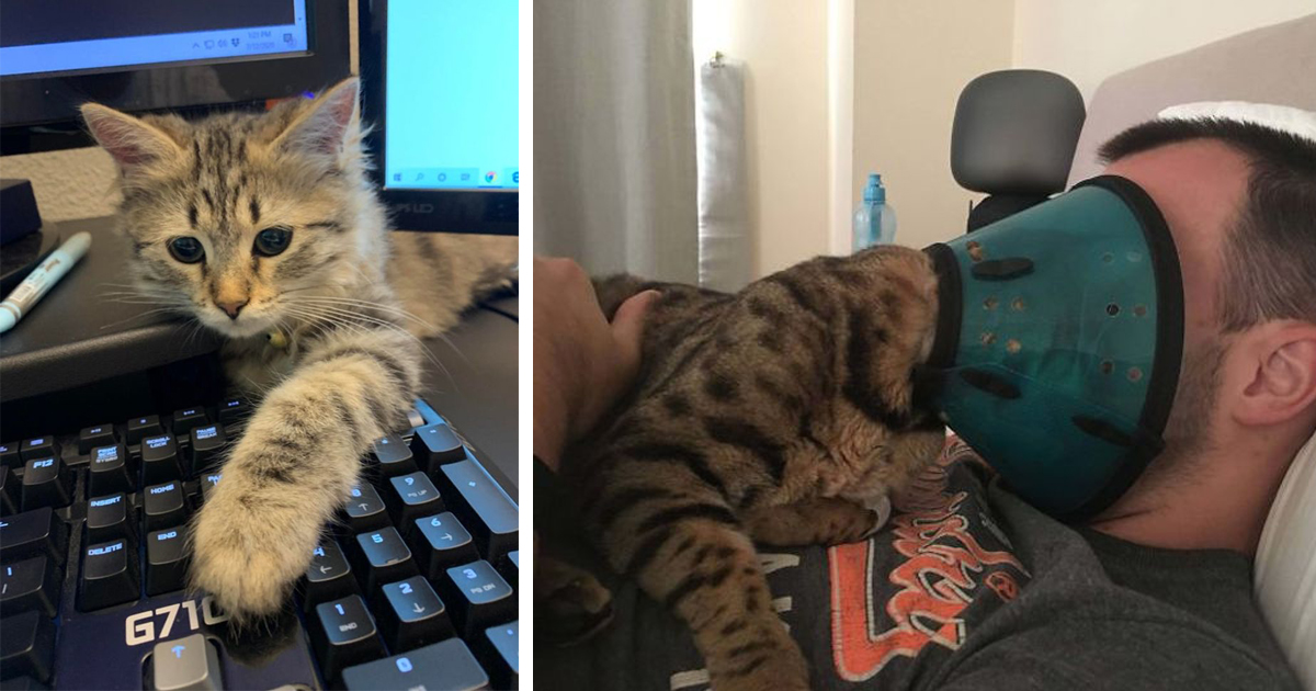 кот личное пространство