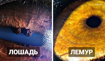 Макроснимки глаз животных