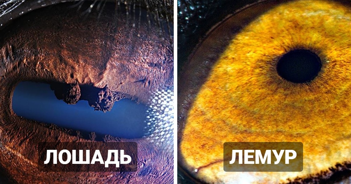Макроснимки глаз животных