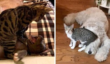 Нахальные коты