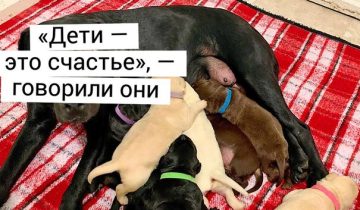 написано на морде