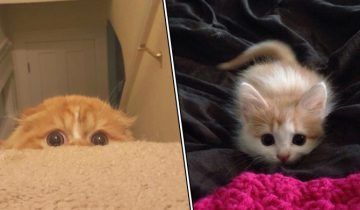 Котята хотят напасть из засады
