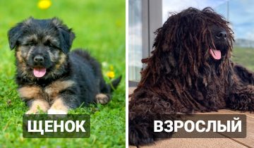 10 пород собак