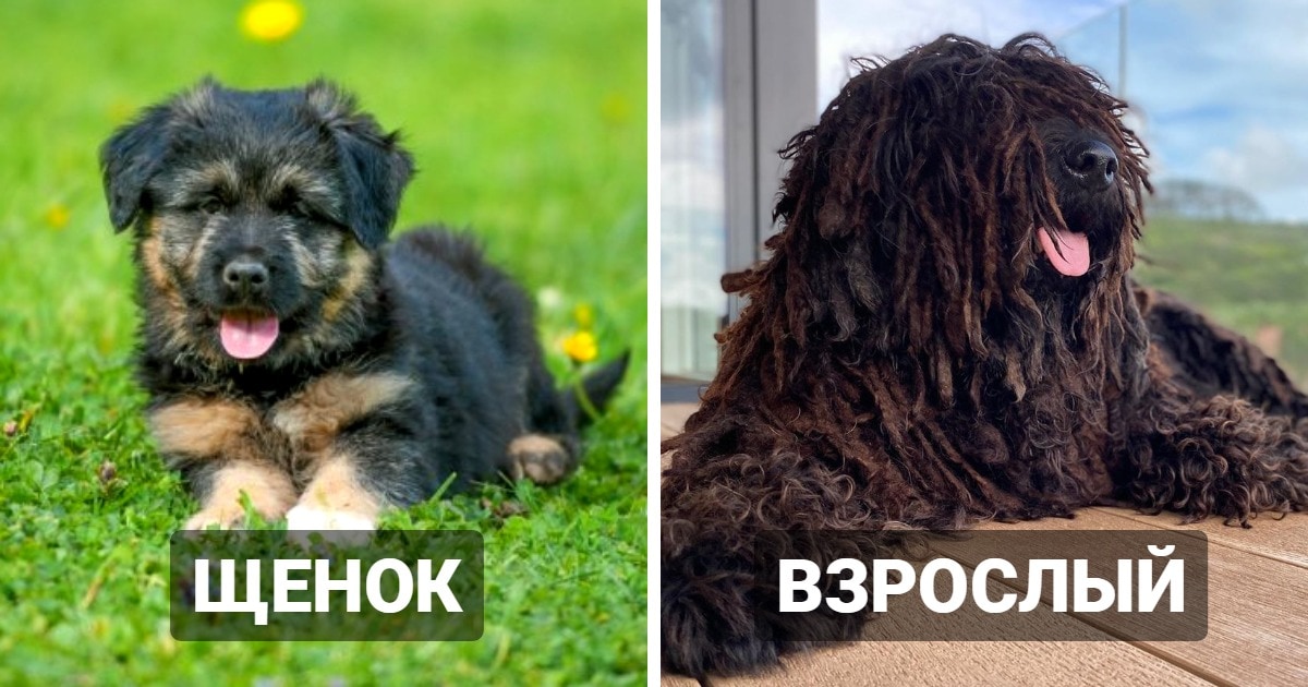 10 пород собак