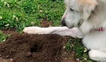 горная собака ждет у ямы