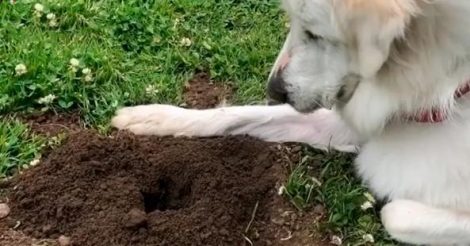 горная собака ждет у ямы