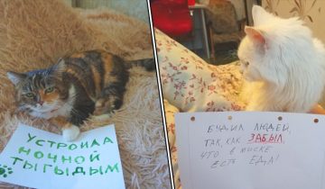 28 котиков с грустными глазками