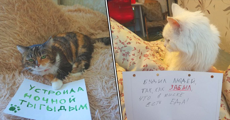 28 котиков с грустными глазками