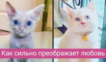 любящие хозяева приют