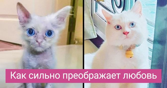 любящие хозяева приют