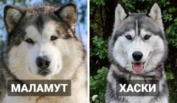 люди часто путают эти породы