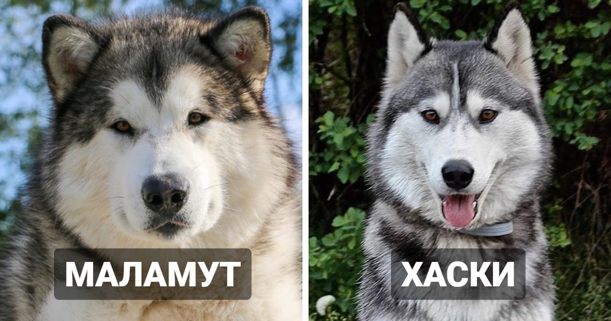 люди часто путают эти породы