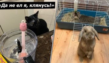 Животные могут быть хитрыми