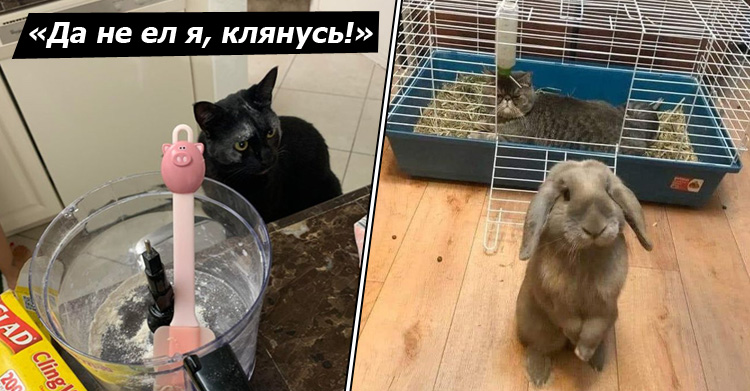 Животные могут быть хитрыми