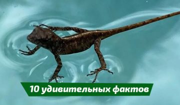 мир дикой природы
