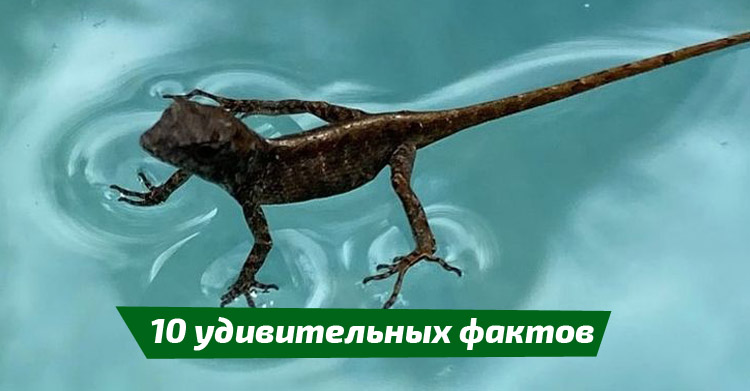 мир дикой природы