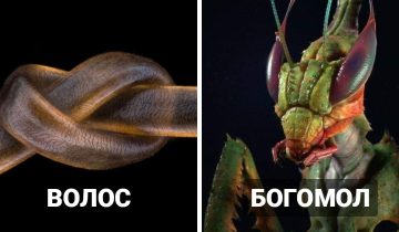 показывают красоту этого мира