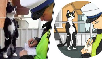 Мемные коты в рисунках