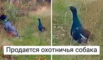 каждое слово шедевр