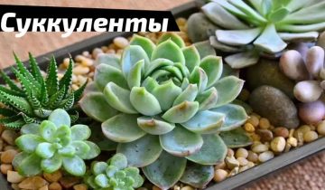 выращивать суккуленты