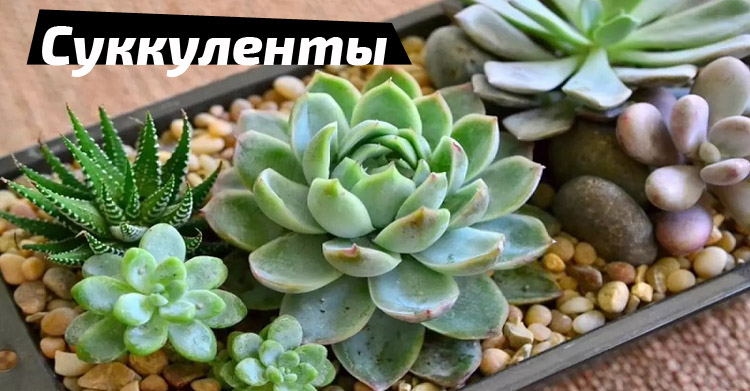 выращивать суккуленты