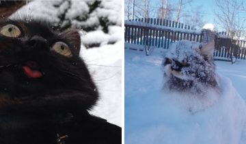 Реакция котов на снег
