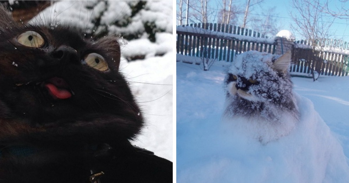 Реакция котов на снег