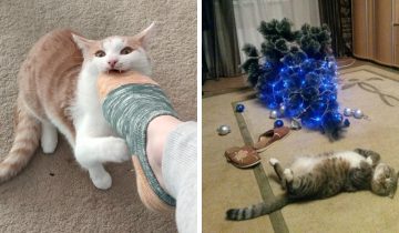 17 усатых хулиганов