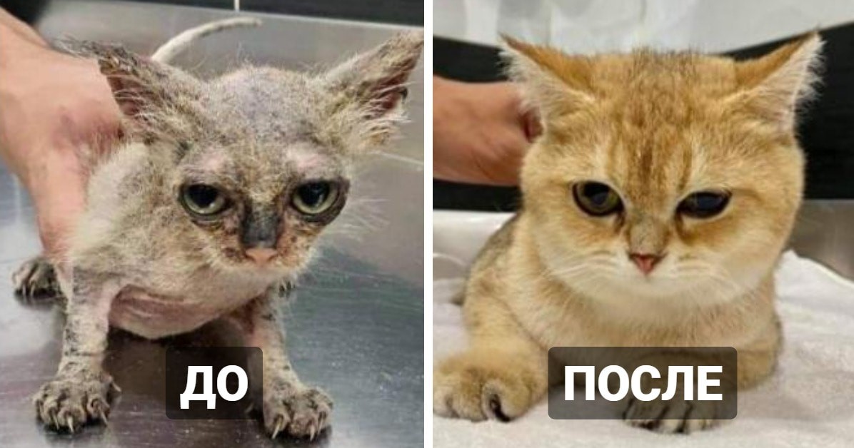 попали в хорошие руки