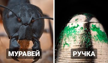крошечный мир