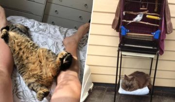 у вас нет кота