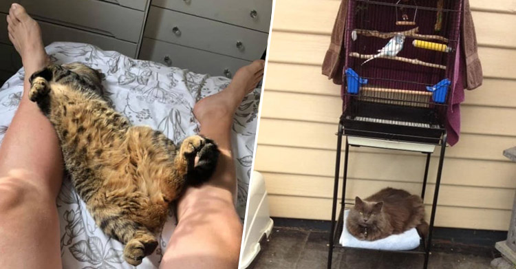 у вас нет кота
