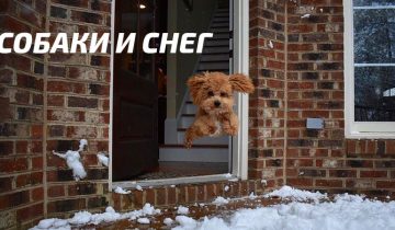 Собаки и зима