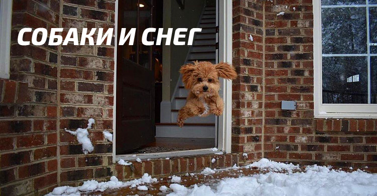 Собаки и зима